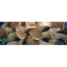 1 kg frische Bio Kräuterseitling Pilze